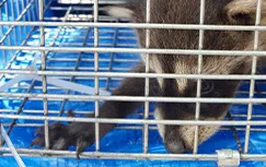 害獣のトラブルすぐ駆けつけ！ 修理の窓口 害獣駆除ならお任せください！無料相談対応！地域最安値に挑戦中、再発保証最大10年 明朗会計で追加費用一切なし 見積・出張費用無料 駆除費用4.400円～