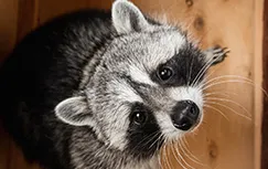 害獣のトラブルすぐ駆けつけ！ 修理の窓口 害獣駆除ならお任せください！無料相談対応！地域最安値に挑戦中、再発保証最大10年 明朗会計で追加費用一切なし 見積・出張費用無料 駆除費用4.400円～