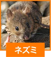 ネズミ