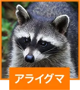 アライグマ