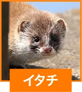 イタチ