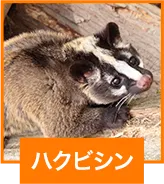 ハクビシン