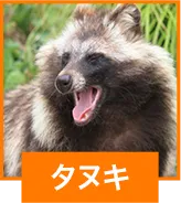 タヌキ