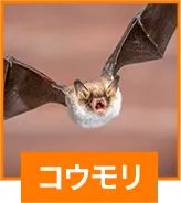 コウモリ