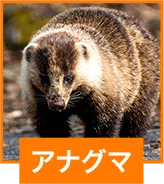 アナグマ