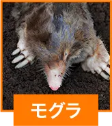 モグラ