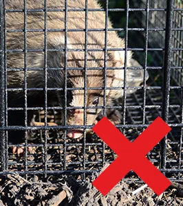 害獣のトラブルすぐ駆けつけ！ 修理の窓口 害獣駆除ならお任せください！無料相談対応！地域最安値に挑戦中、再発保証最大10年 明朗会計で追加費用一切なし 見積・出張費用無料 駆除費用4.400円～