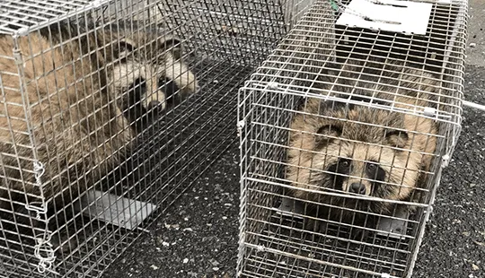 害獣のトラブルすぐ駆けつけ！ 修理の窓口 害獣駆除ならお任せください！無料相談対応！地域最安値に挑戦中、再発保証最大10年 明朗会計で追加費用一切なし 見積・出張費用無料 駆除費用4.400円～