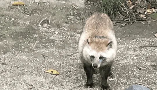 害獣のトラブルすぐ駆けつけ！ 修理の窓口 害獣駆除ならお任せください！無料相談対応！地域最安値に挑戦中、再発保証最大10年 明朗会計で追加費用一切なし 見積・出張費用無料 駆除費用4.400円～